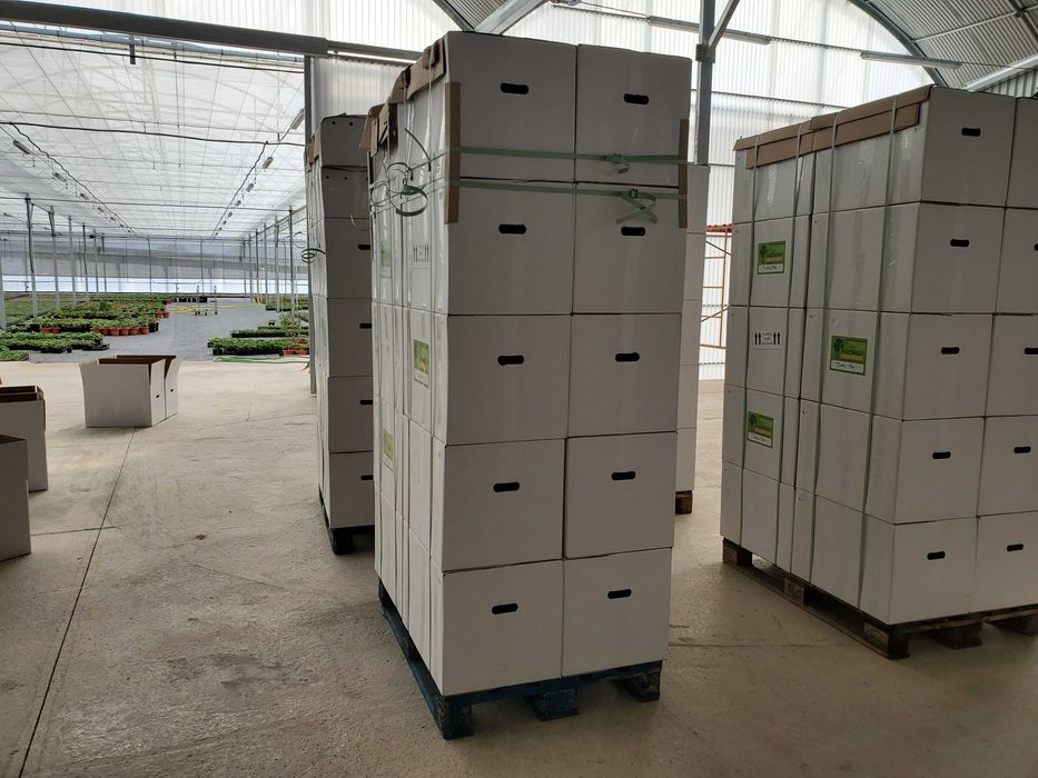 Paulownia Stump XXL raiz descoberta. Oferta Inverno 2025