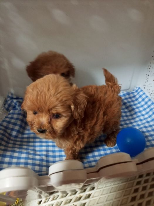 Крихітки Хлопчик і дівчинка мікро