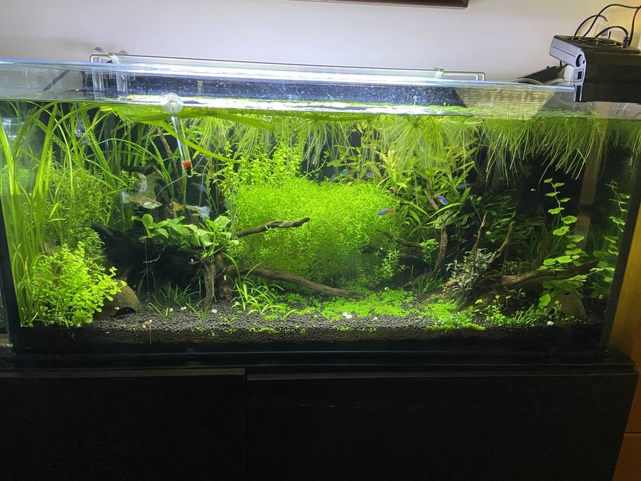 Podas de plantas aquáticas de aquário