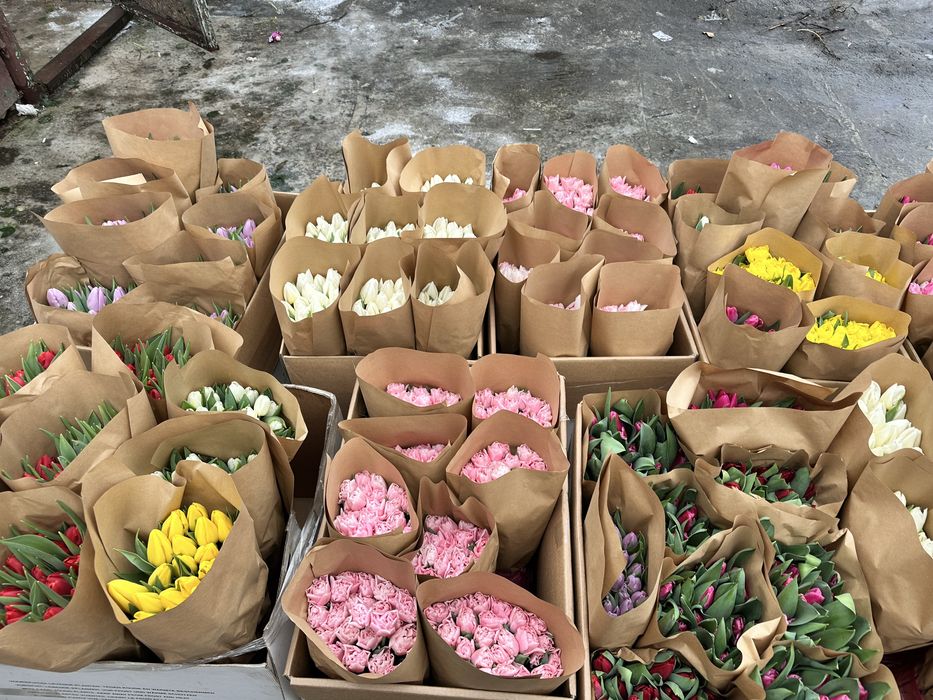 Тюльпан местный опт
