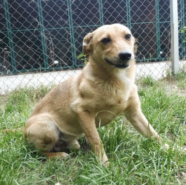 Śliczny mały Etylek do adopcji
