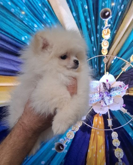 ПомерансЬкий шпіц