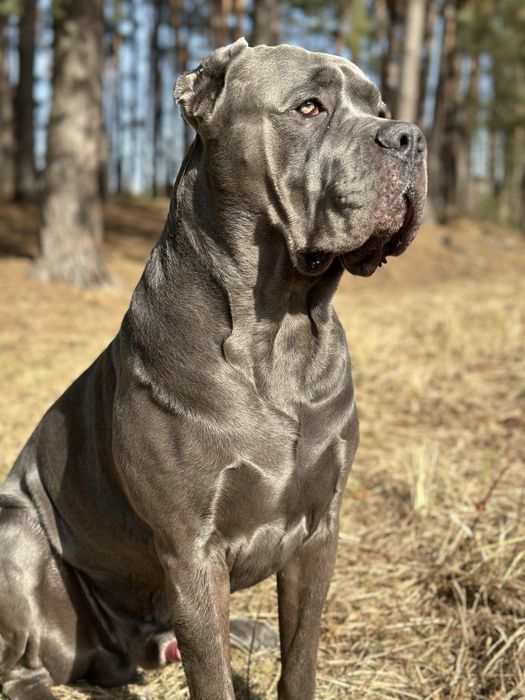 Вʼязка кобеля кане корсо