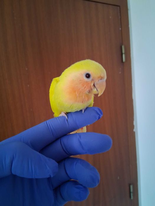 Agapornis Rosicolis criado a mao