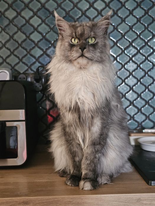 Zoya Maine coon linia shaded