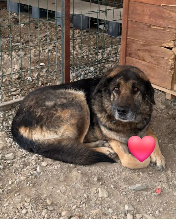 Dzielny, proludzki psiak szuka domu