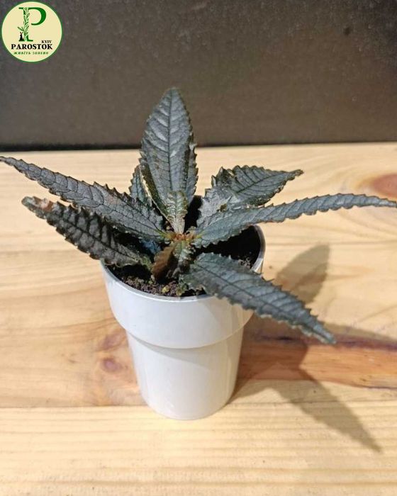 Пілея. Хічкокії Дарк Містері. Спруса. Норфолк. Кадієра. Глаукофіла.