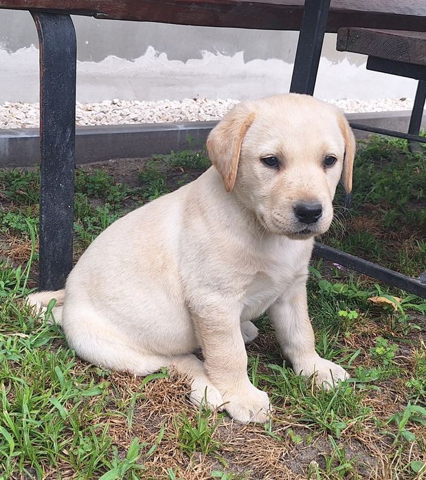 Labrador retriever piesek szczeniak