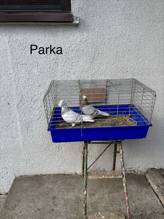 Gołebie staropolskie