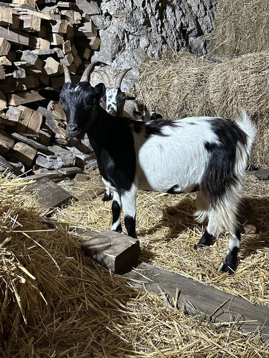 Cabras anas e cabritos
