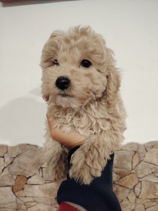 Caniche toy macho