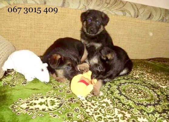 Німецька вівчарка - породні, крупні цуценята!