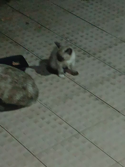 Doar gatinhos/as de 1 Mês