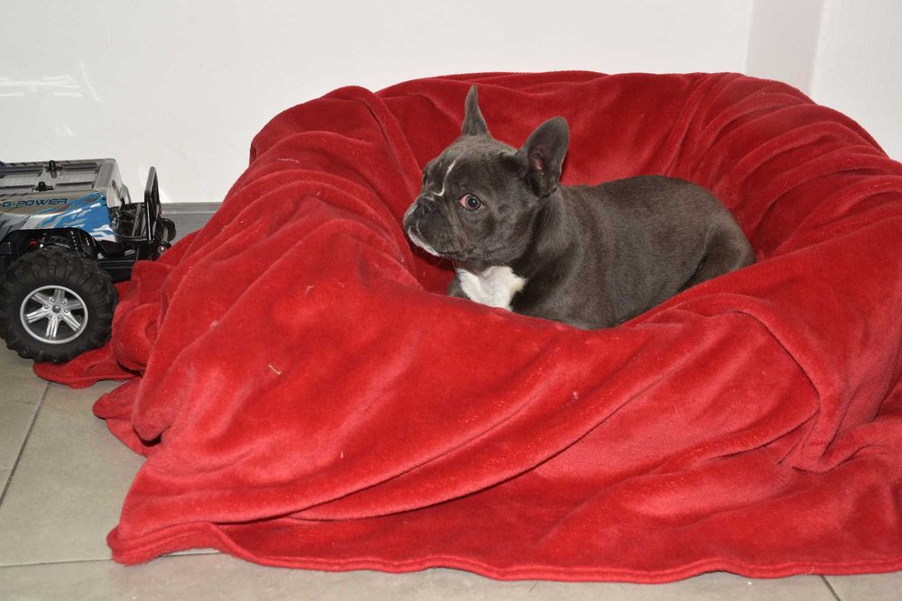 Buldog francuski szczenię blue - PEPPA 4 miesiące aktualna