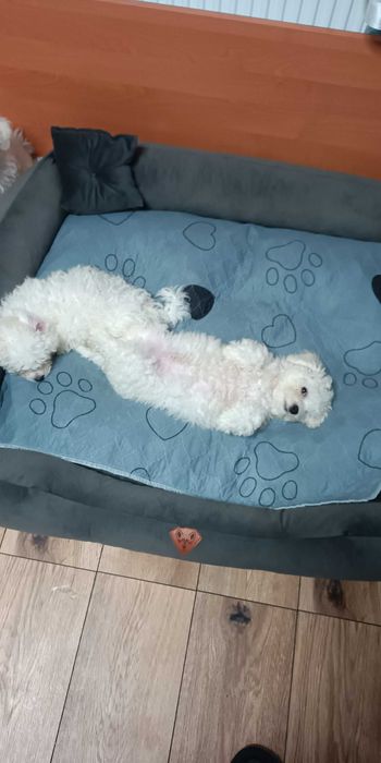 Szczeniak Bischon frize