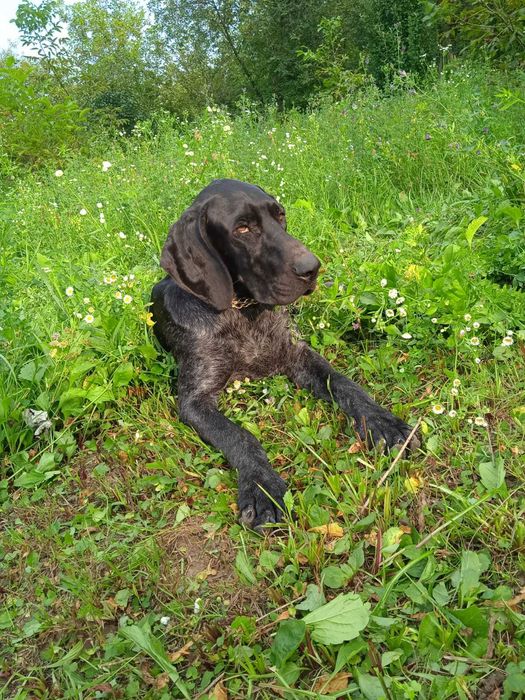 вязка курцхаар   німецька  лягава