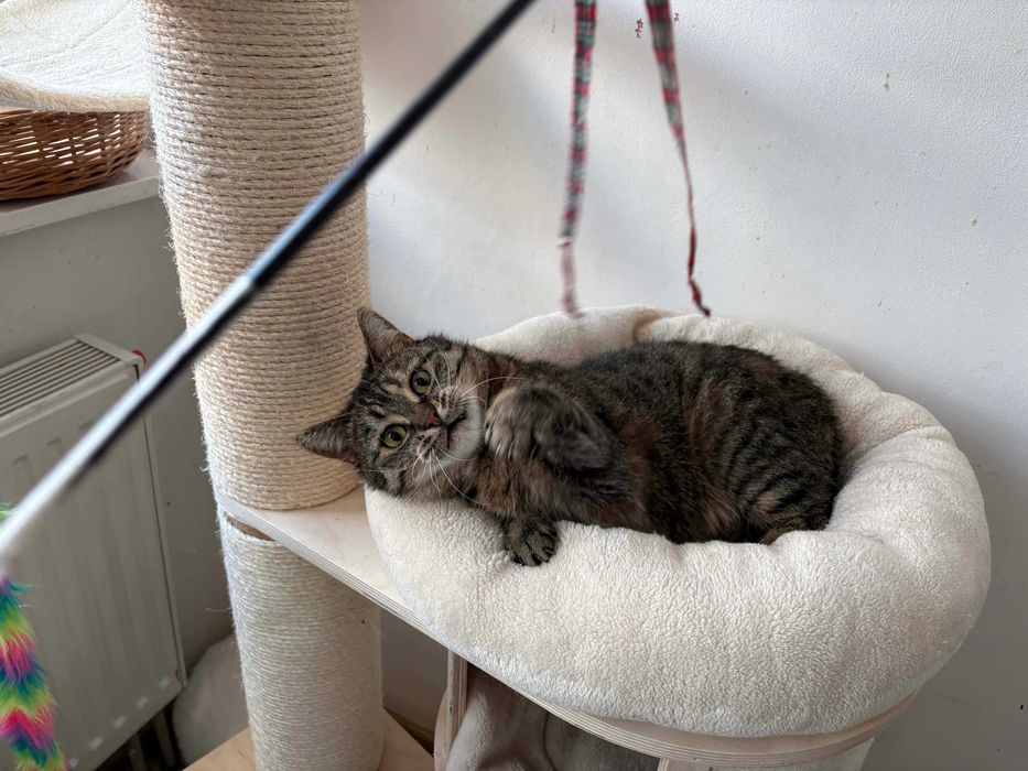 Bura dzielna koteczka do adopcji