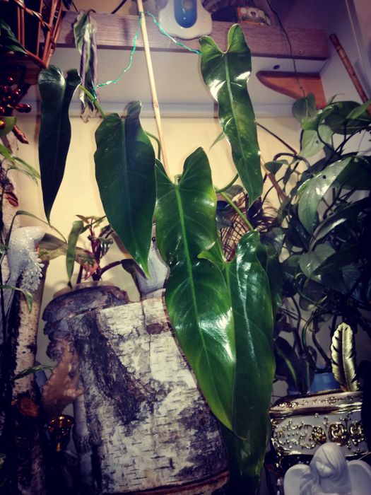 Philodendron Spiritus Sancti Santa Leopoldina UNIKAT monstera filodend