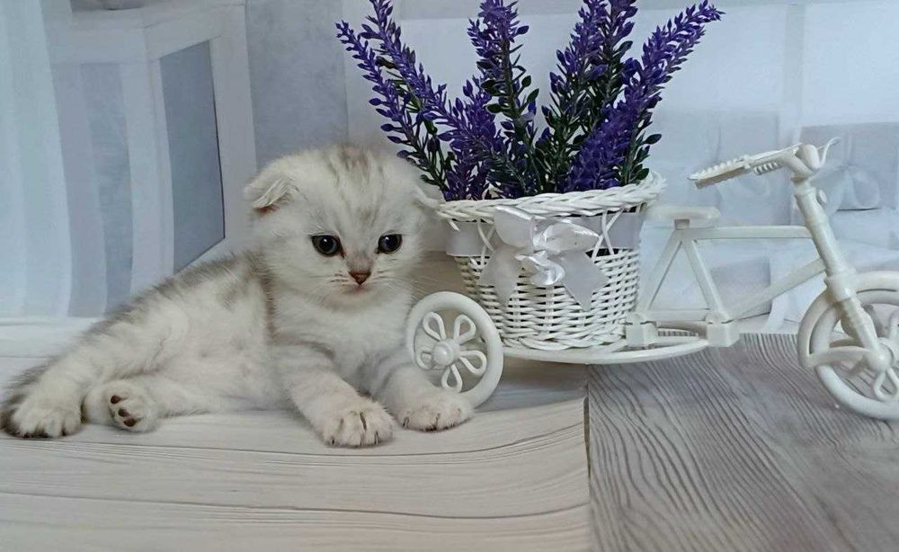 Срібні шиншилки - гарні чистокровні кошенятка .