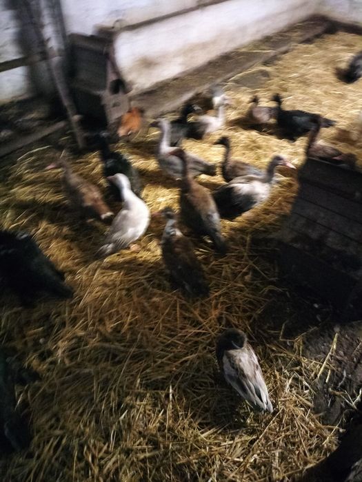 Kaczki kaczory piżmowe francuskie  młode