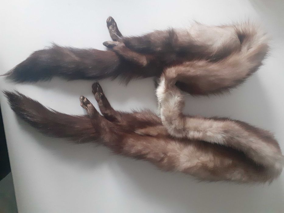 Piekny szal z lisa z nogami.