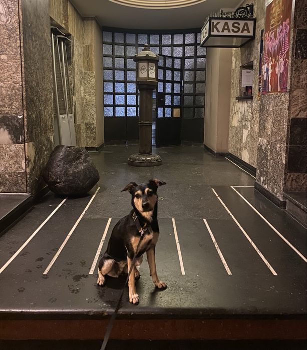 Pilnie oddam pieska Duszę