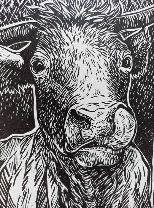 Linoryt krowa, grafika A4