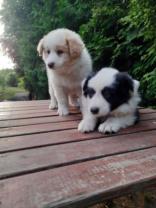 Psiaki cudaki Border collie