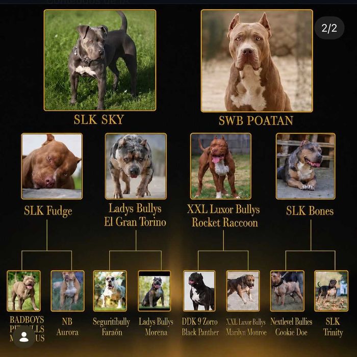 American Bully XL - Macho Blue
