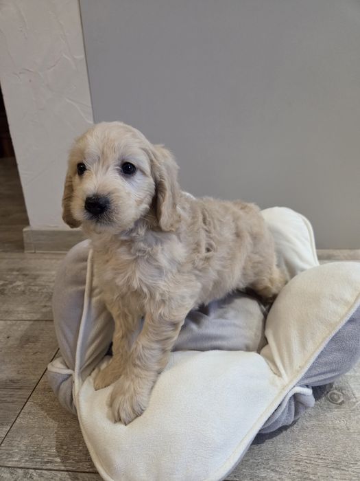 Goldendoodle mini szczeniak piesek