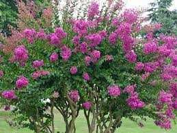 Lagerstremia Indyjska  Bez Południa RARYTAS 180 cm cena 350 zł