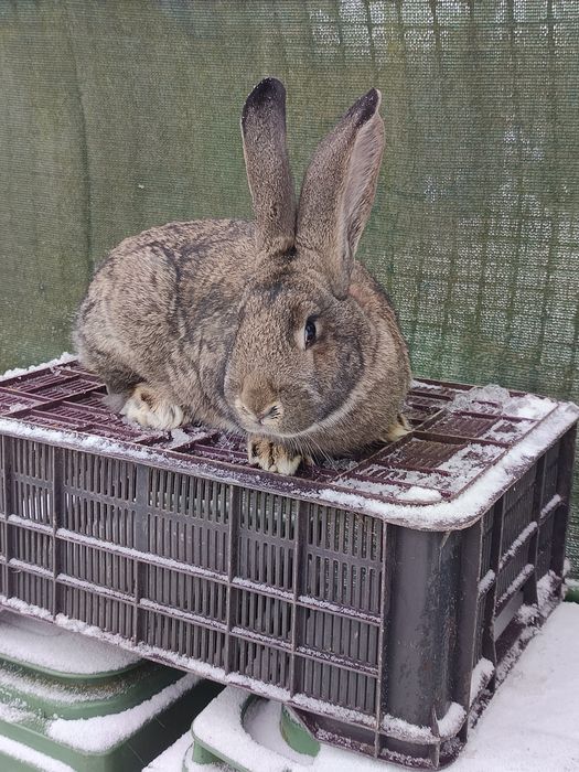 Samiec olbrzym belgijski