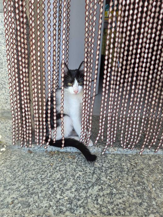 Gatinha bebê para adopção
