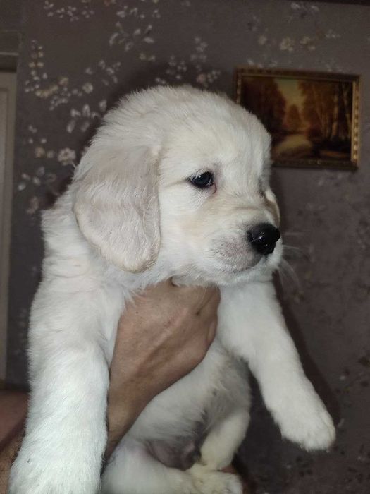 Золотистий Ретривер (цуценя)