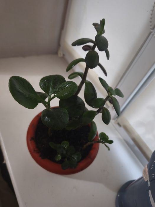 Набір рослинок грошове дерево каланхоє