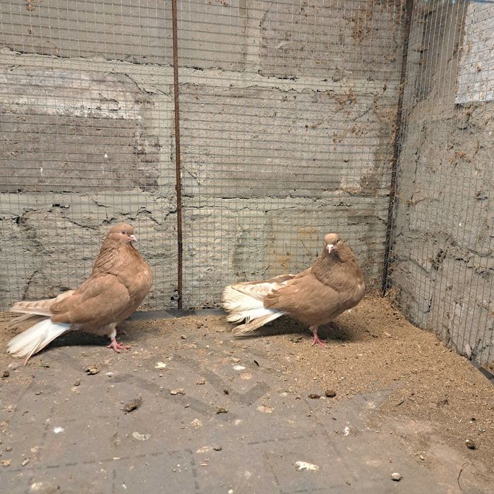 Golebie mikolajewskie,nikolajewskie