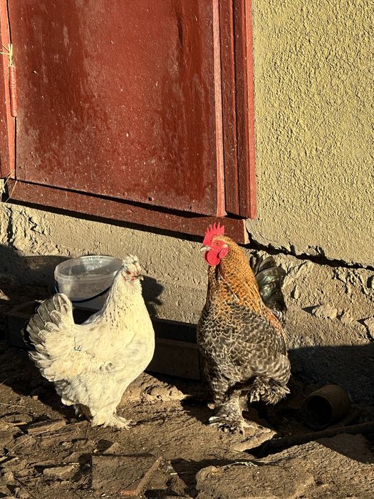 Продам курей ліліпутів бентемок