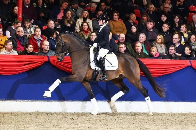 Vendo poldro LusoWarmblood