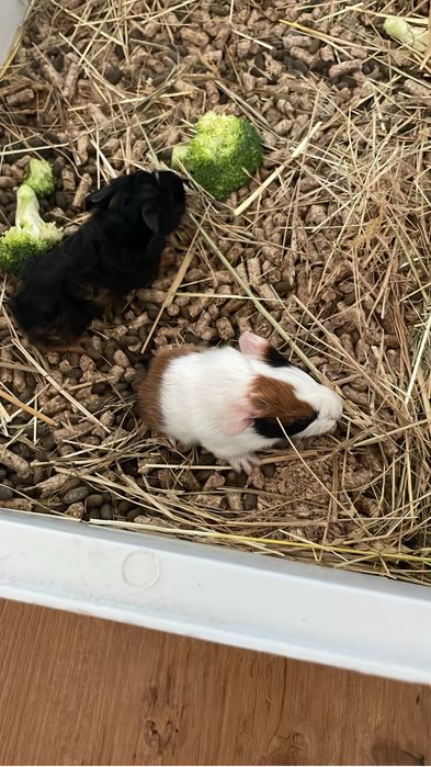 Passeio de caes & Pet Sitting