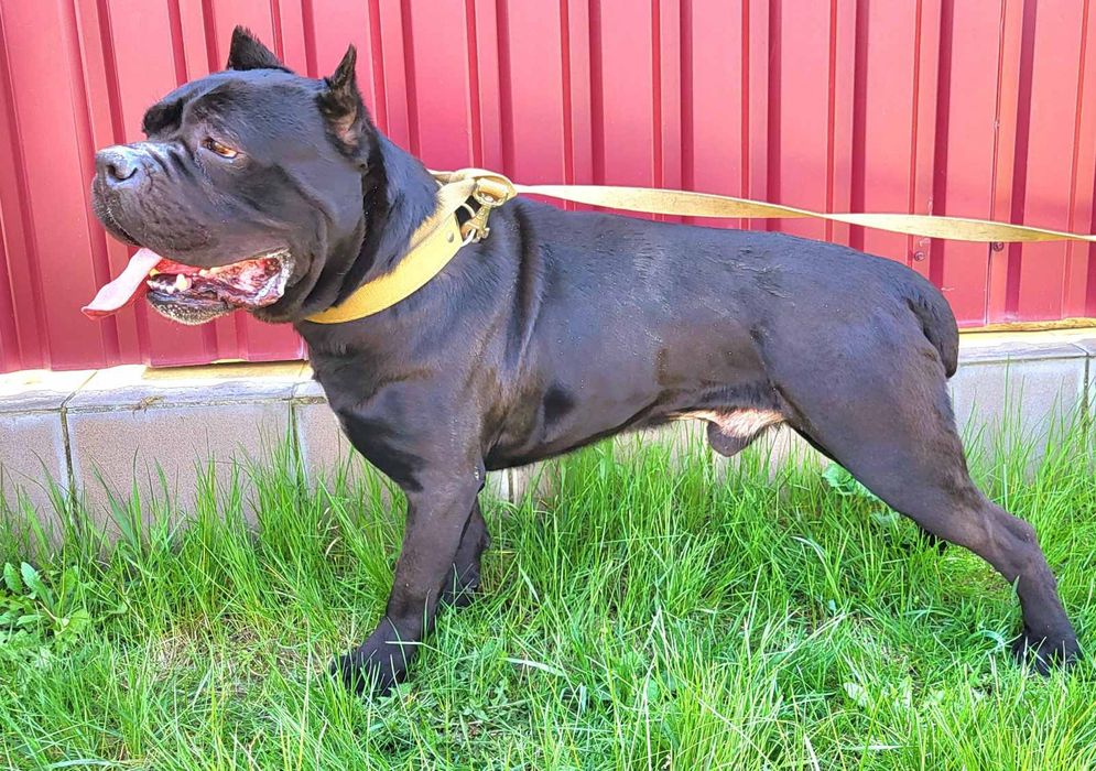 Вязка Кане корсо