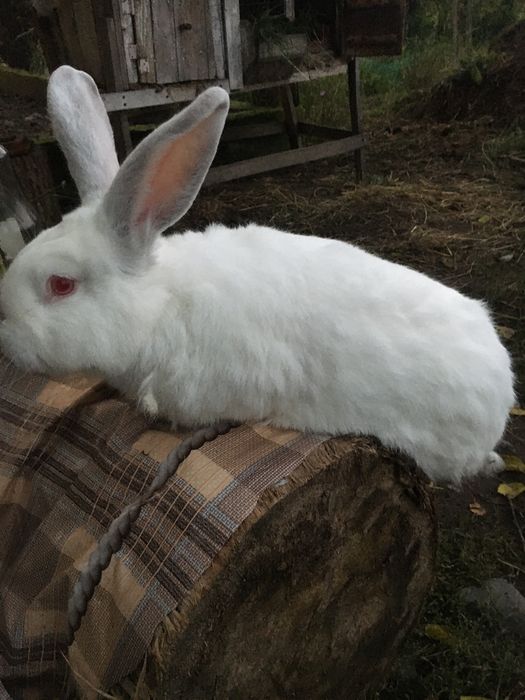 Кролики велікани