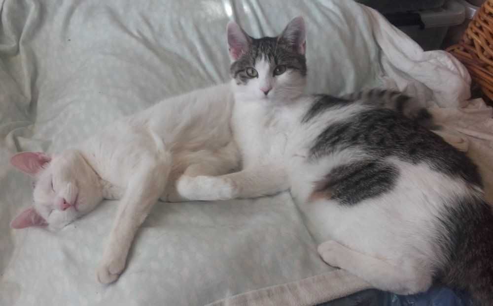 Łagodne misie kochają ludzi i koty, 8 mies.