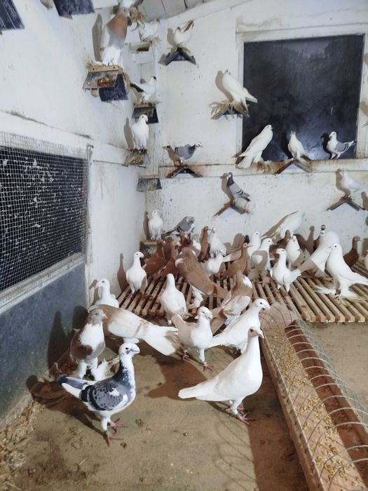 Gołębie Garłacze Pomorskie Kariery Rzeszowskie Niemiecki Wystawowy