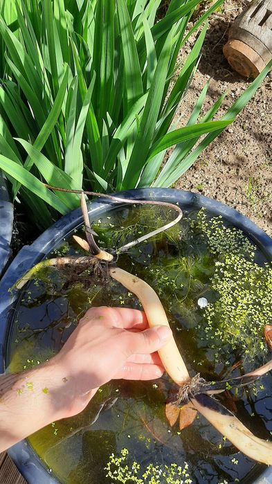 Nenúfar Lotus Nelumbo - plantas de lago