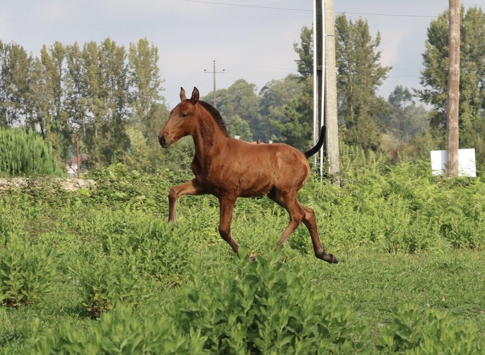 Poldro lusitano puro 3 meses
