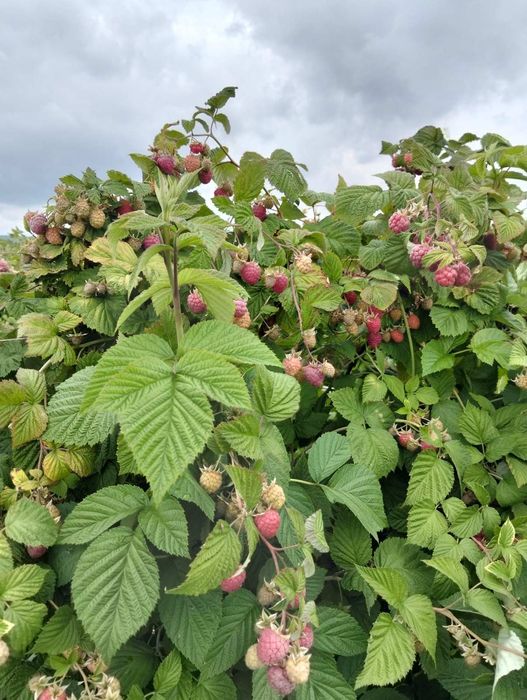 Продам саджанці літньої малини