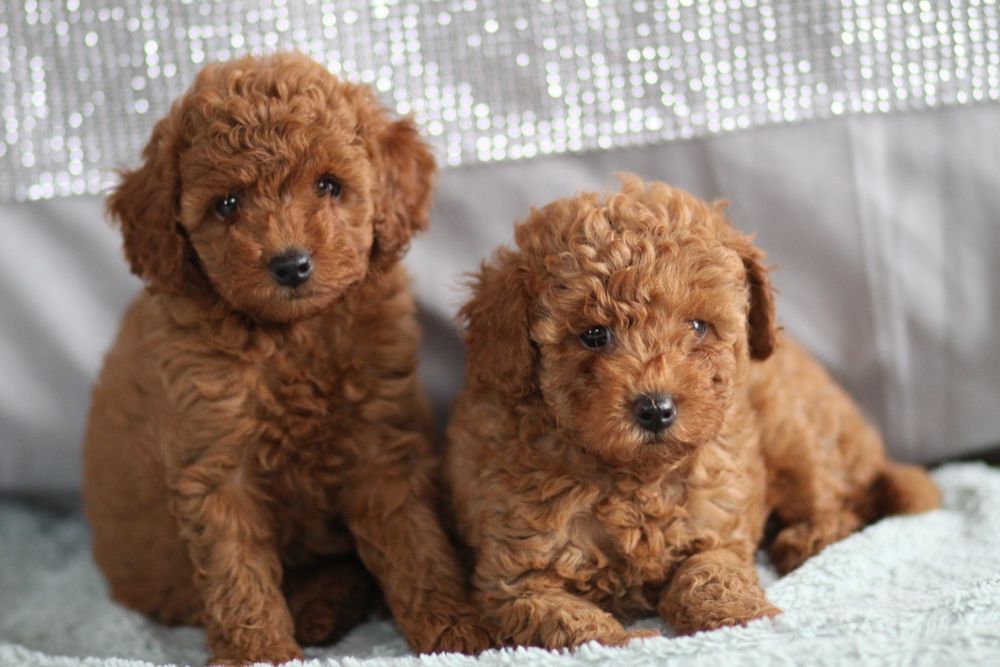 ***Pudel Toy/ miniaturka Badania**