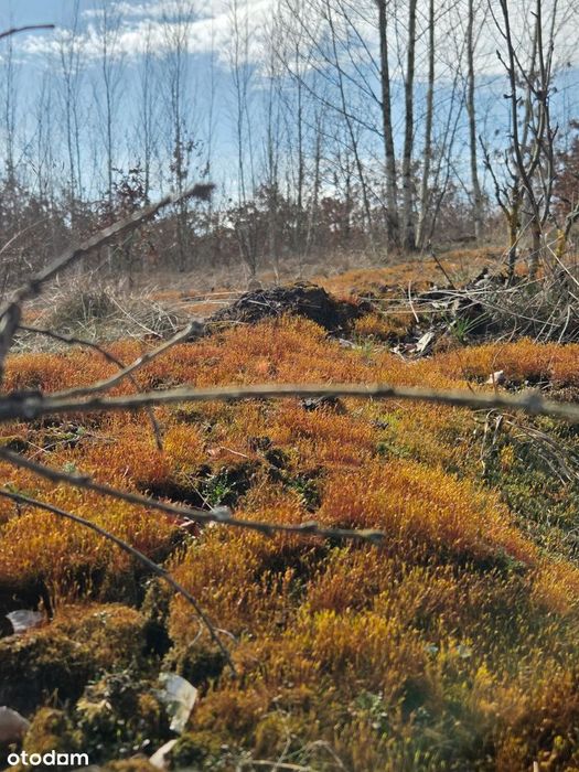 Krupocin, gm. Bukowiec | Dom 70 m² | Działka 702 m²