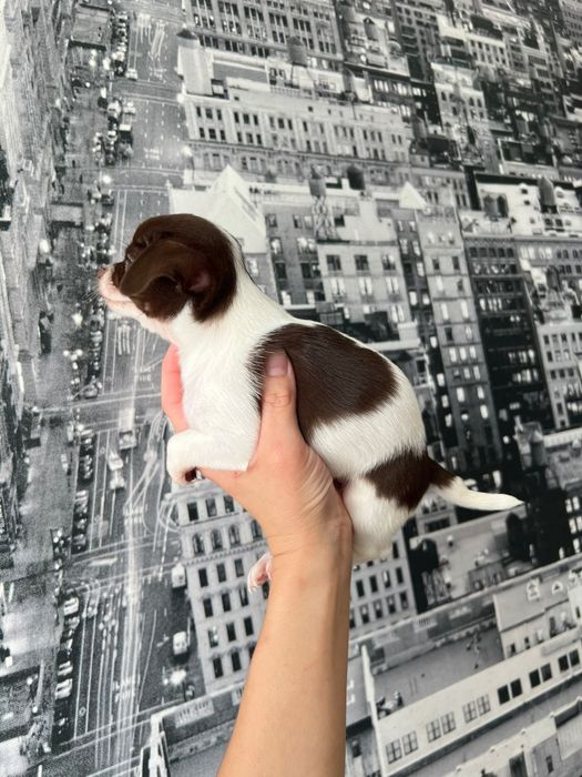 Chihuahua  Mini. Menino de olhos Verdes . Branco e chocolate Cabeça maçã.