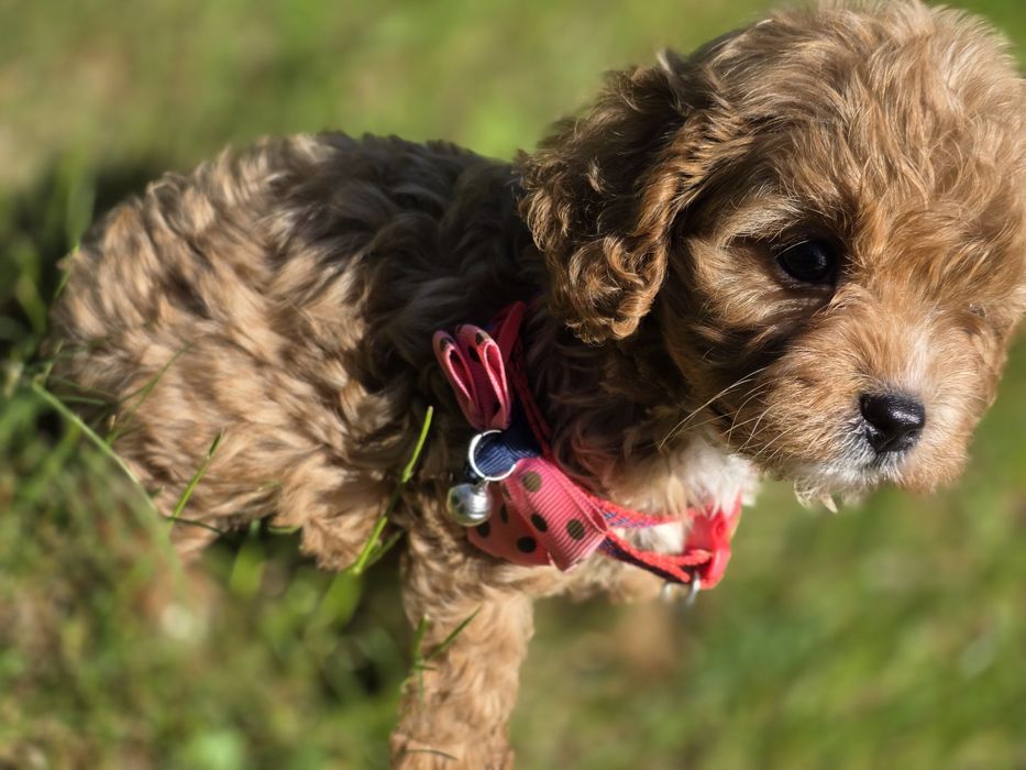 Cavapoo suczka do odbioru badania genetyczne